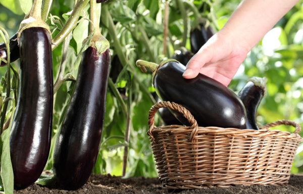 Hand picking eggplant from the plant in vegetable garden, with wicker basket close up