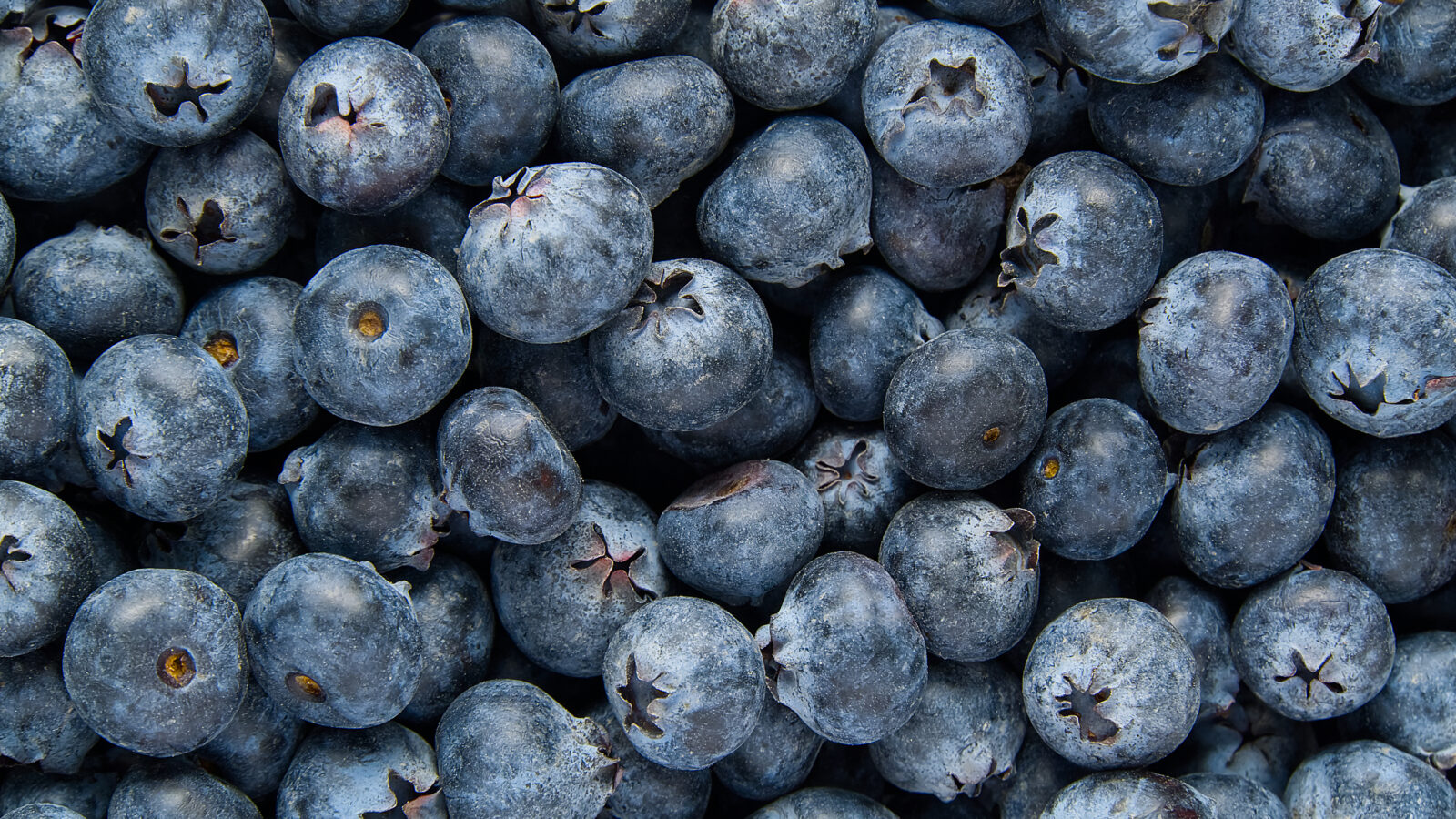 Organic blueberry background. Fresh Bilberries. Close-up background. Background from freshly picked blueberries