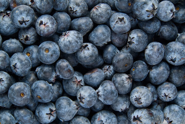 Organic blueberry background. Fresh Bilberries. Close-up background. Background from freshly picked blueberries
