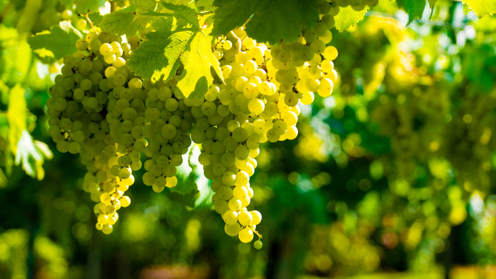 Vineyard with growing white wine grapes in Lazio, Italy