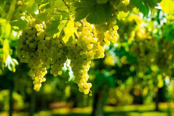 Vineyard with growing white wine grapes in Lazio, Italy