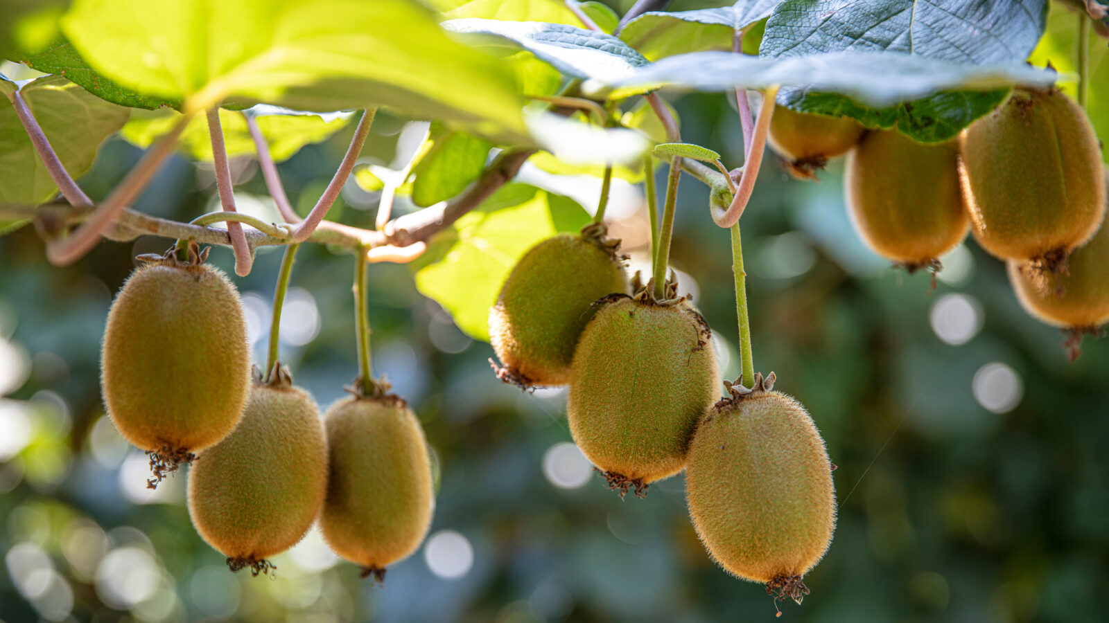 Kiwi picking season. Kiwi on a kiwi tree plantation with with huge clusters of fruits. Garden with trees and organic fruits. Solar light and leaf movement.